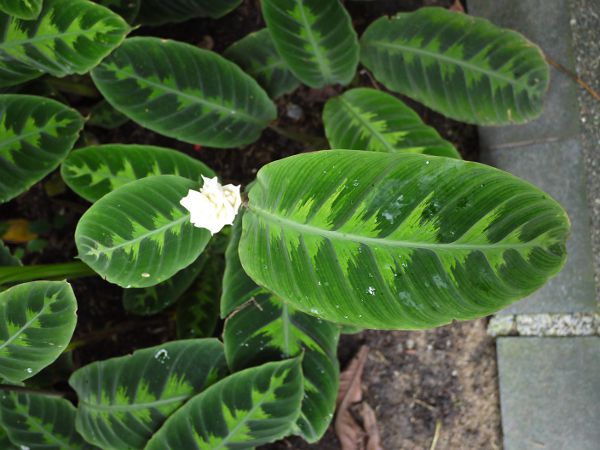 �J���e�A�E�o���Z�r�b�`�iCalathea warscewiczii�j 