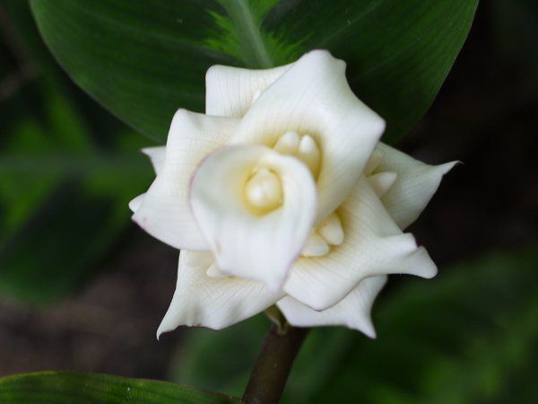 �J���e�A�E�o���Z�r�b�`�iCalathea warscewiczii�j 