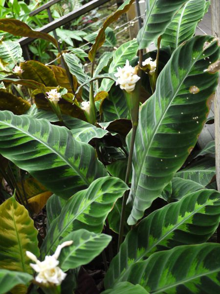 Calathea�i�J���e�A�j