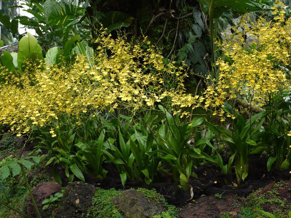 �I���V�W���E��(Oncidium) 