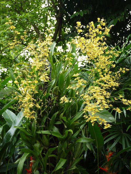 �I���V�W���E��(Oncidium) 