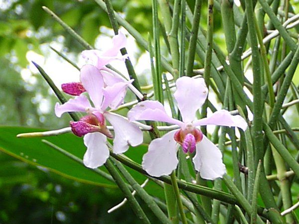 Vanda 'Miss Joaquim�V���K�|�[�����Y
