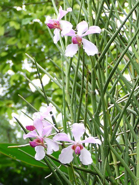 Vanda 'Miss Joaquim