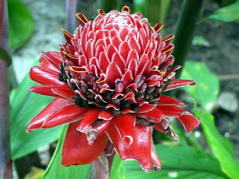 �g�[�`�W���W���[(Torch ginger)