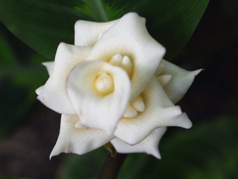 calathea-warscewiczii