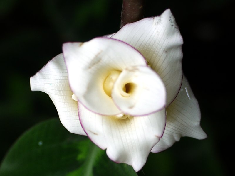 calathea-warscewiczii