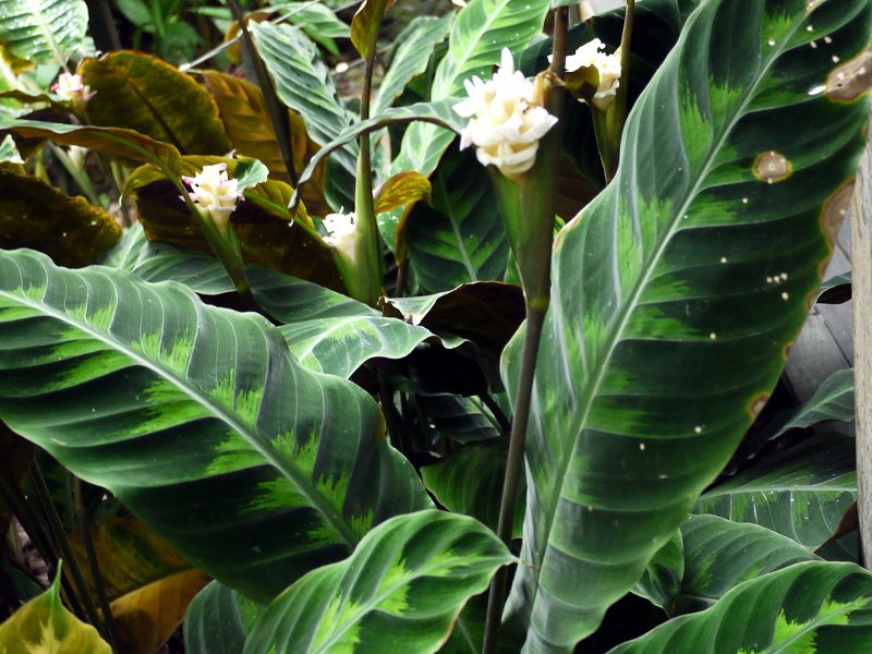 calathea-warscewiczii