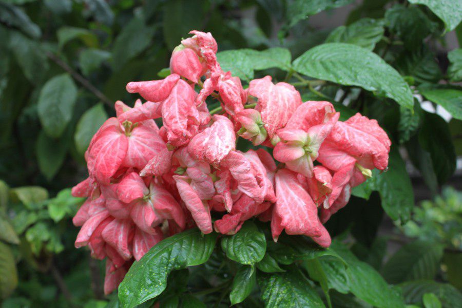 ���b�T�G���_(Mussaenda)