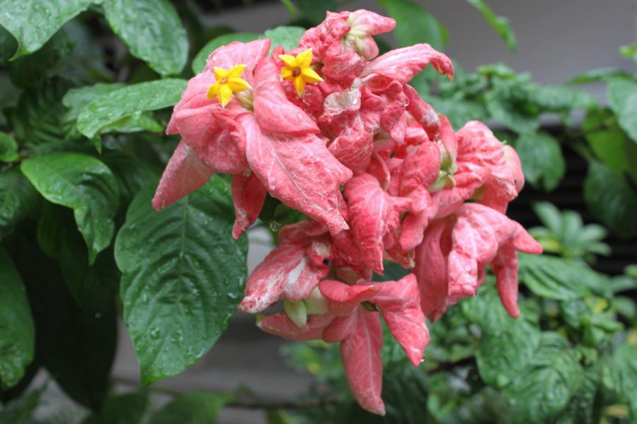 ���b�T�G���_(Mussaenda)