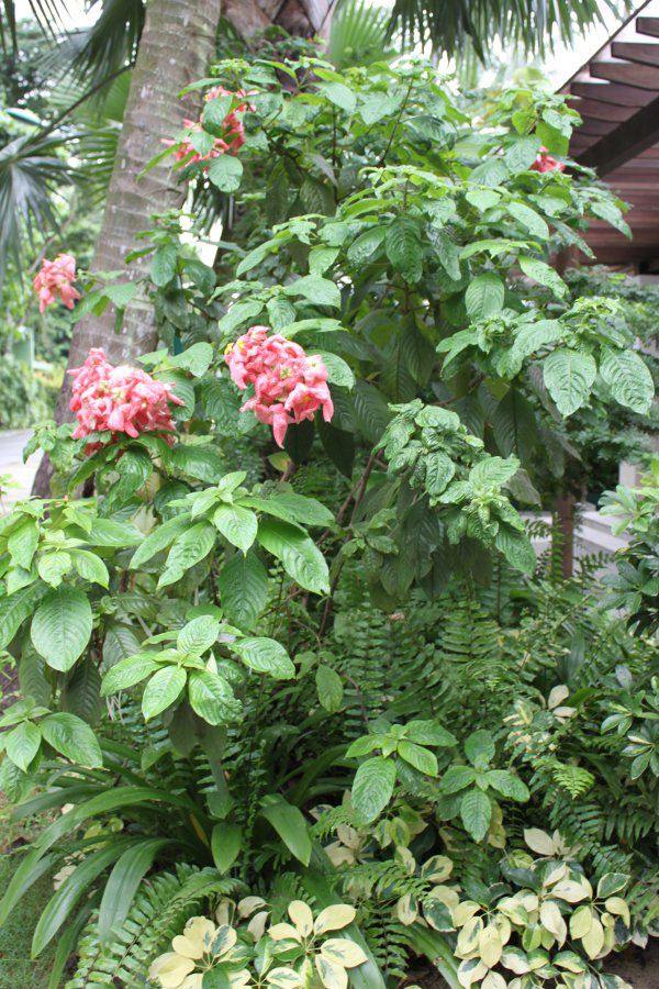 ���b�T�G���_(Mussaenda)