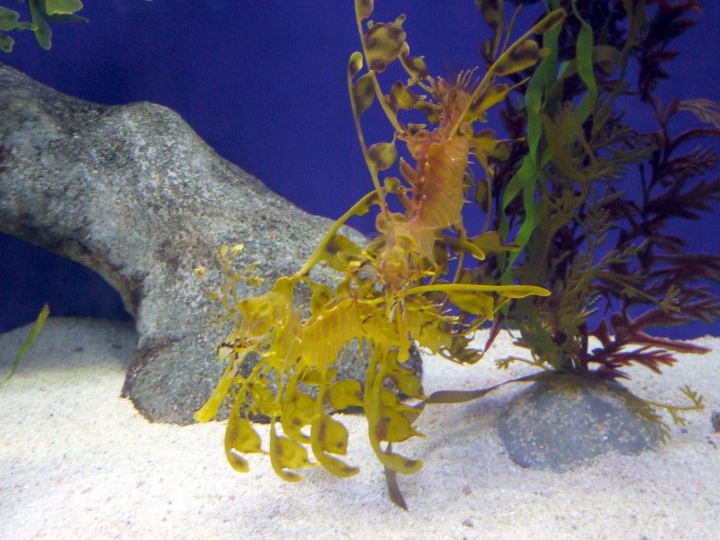 ���[�t�B�E�V�[�h���S��(Leafy sea dragon)