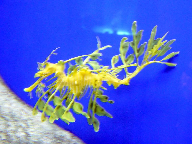 ���[�t�B�E�V�[�h���S��(Leafy sea dragon)