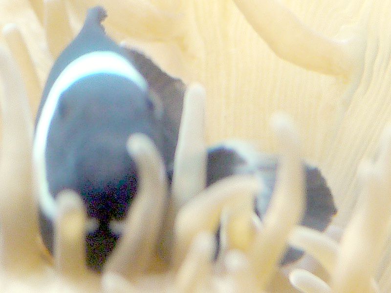 �u���b�N�E�I�Z�����X(Black Ocellaris)