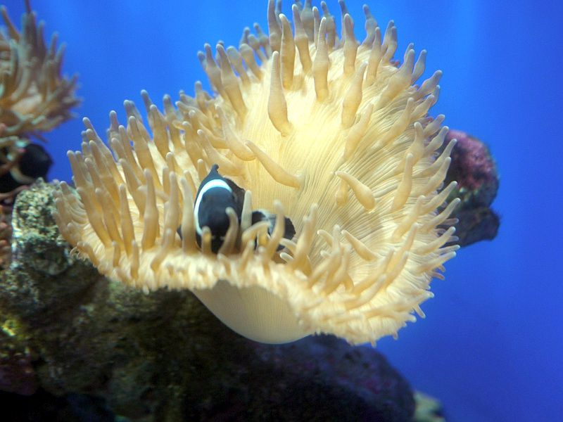 �u���b�N�E�I�Z�����X(Black Ocellaris)