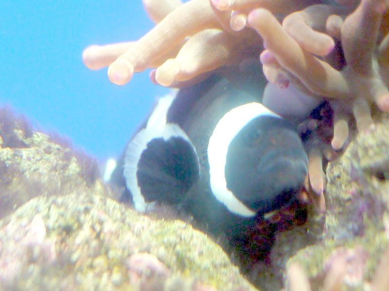 �u���b�N�E�I�Z�����X(Black Ocellaris)