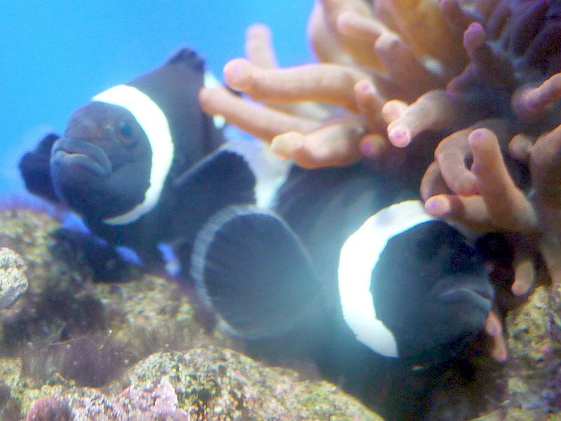 �u���b�N�E�I�Z�����X(Black Ocellaris)