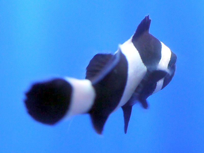 �u���b�N�E�I�Z�����X(Black Ocellaris)