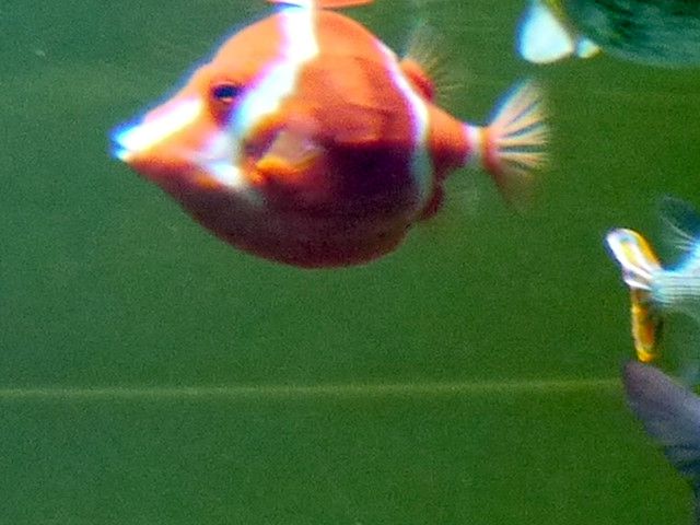 White-barred boxfish