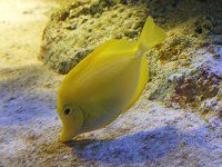 �L�C���n�M12