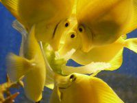�L�C���n�M16