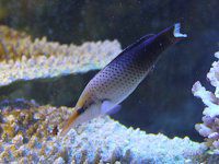 �N�M�x�����i�B�՗��j