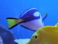 �i�����E�n�M�ƃL�C���n�M