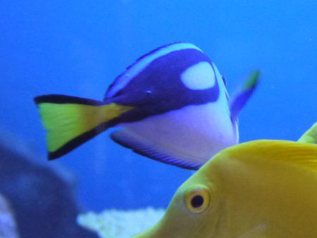 �i�����E�n�M�ƃL�C���n�M