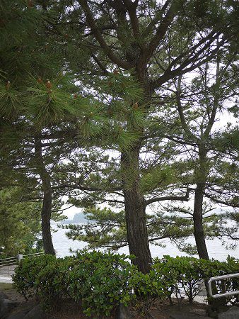 �N���}�c�i�����j