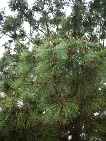 �N���}�c�i�����j