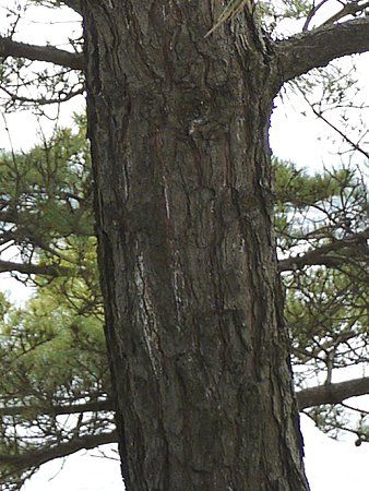 �N���}�c�i�����j