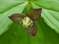 �G�����C�\�E ���
