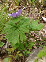 �V���l�A�I�C�i�������j