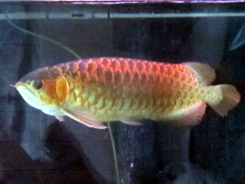 asia-arowana