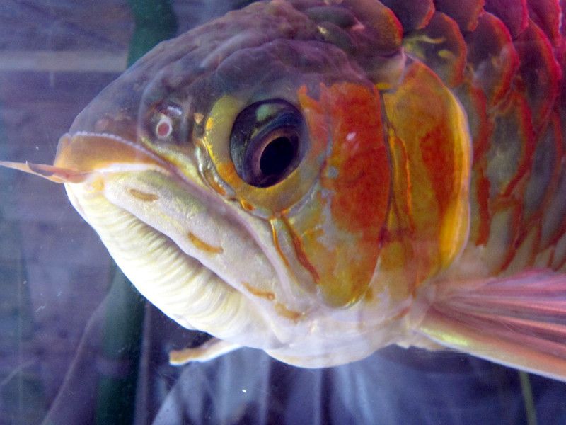 asia-arowana