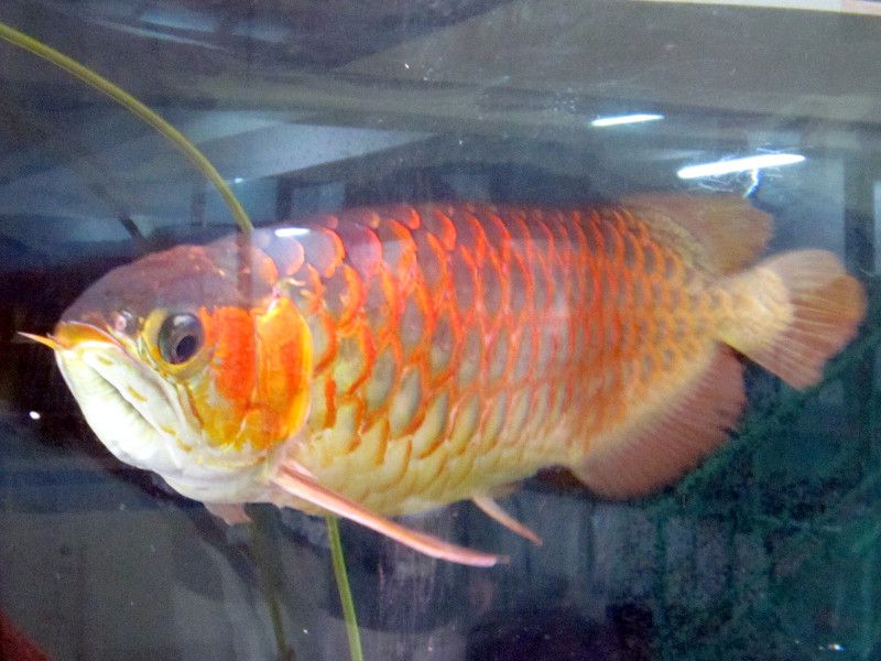 �A�W�A�A�����i�iAsian arowana�j