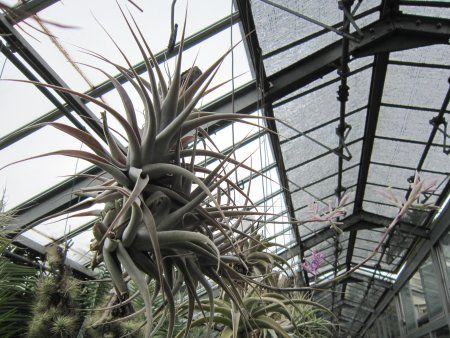 �`�����W�A(Tillandsia)