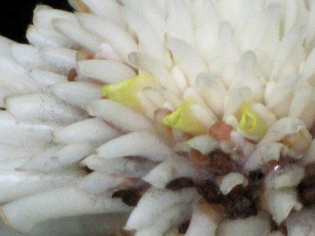 �|�[�`�W���W���[(Torch ginger)