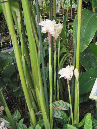 �|�[�`�W���W���[(Torch ginger)
