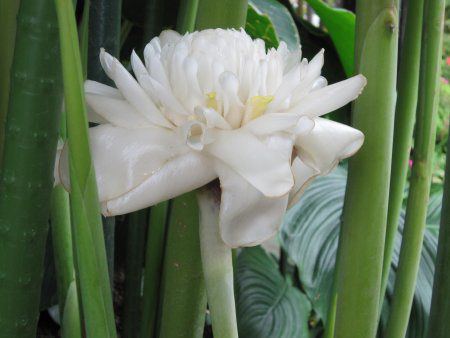 �|�[�`�W���W���[(Torch ginger)