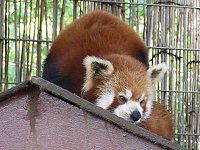 �j�V���b�T�[�p���_)