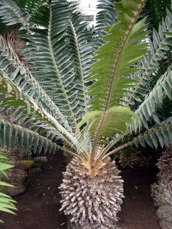 �G���Z�t�@���[�^�X�E�g�����X�x�m�[�T�X�iEncephalartos Transvenosus�j
