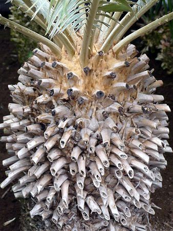 �G���Z�t�@���[�^�X�E�g�����X�x�m�[�T�X(Encephalartos Transvenosus)