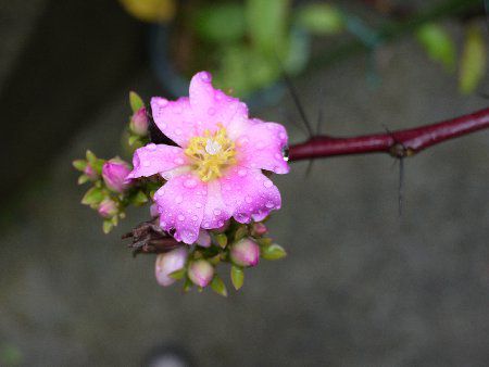 �y���X�L�A�E�O�����f�B�t�H���A