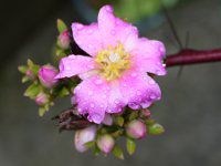 �y���X�L�A�E�O�����f�B�t�H���A