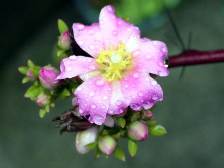 �y���X�L�A�E�O�����f�B�t�H���A