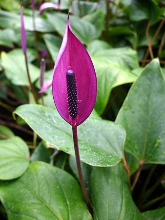 �A���X���E���iAnthurium�j