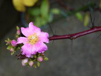 �y���X�L�A�E�O�����f�B�t�H���A