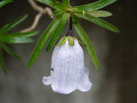 �l�\�R�h���E���[���e�B�A�k�X(Nesocodon mauritianus)