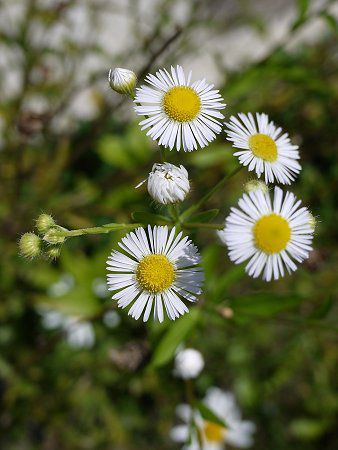 �q���W���I��(�P����)