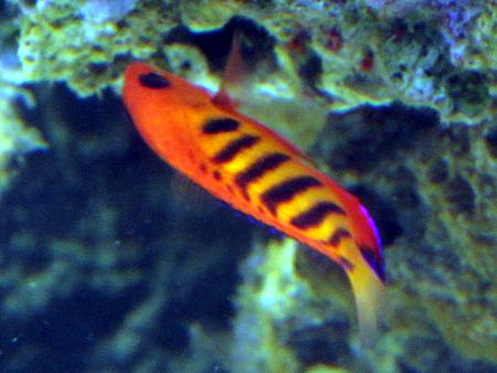 �t���[���G���W�F���iCentropyge loricula�j